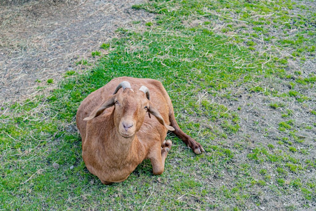 Green Hill Park Zoo Goat