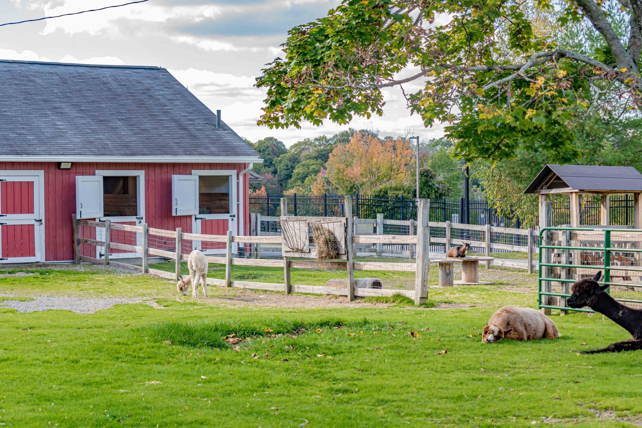 Green Hill Park Farm | Green Hill Park Coalition